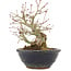 Acer palmatum, 15 cm, ± 15 Jahre alt