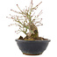 Acer palmatum, 15 cm, ± 15 anni