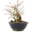 Acer palmatum, 15 cm, ± 15 Jahre alt