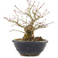 Acer palmatum, 15 cm, ± 15 jaar oud