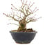 Acer palmatum, 15 cm, ± 15 Jahre alt