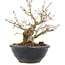 Acer palmatum, 15 cm, ± 15 Jahre alt