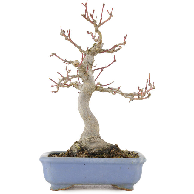 Acer palmatum, 22 cm, ± 15 jaar oud, met een nebari van 7,5 cm en in een handgemaakte Japanse pot van Hattori