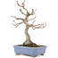 Acer palmatum, 22 cm, ± 15 anni, con un nebari di 7,5 cm e in un vaso giapponese fatto a mano da Hattori