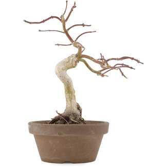 Acer palmatum, 24 cm, ± 10 años