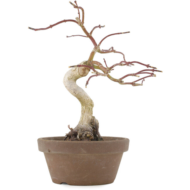 Acer palmatum, 24 cm, ± 10 anni