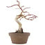 Acer palmatum, 24 cm, ± 10 Jahre alt