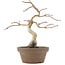 Acer palmatum, 24 cm, ± 10 Jahre alt