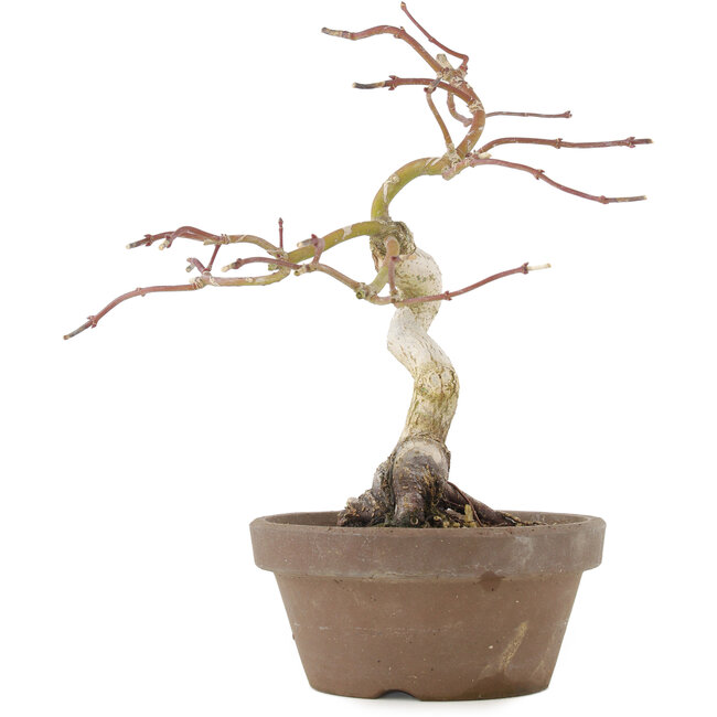 Acer palmatum, 24 cm, ± 10 jaar oud