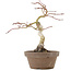 Acer palmatum, 24 cm, ± 10 jaar oud