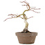 Acer palmatum, 24 cm, ± 10 Jahre alt