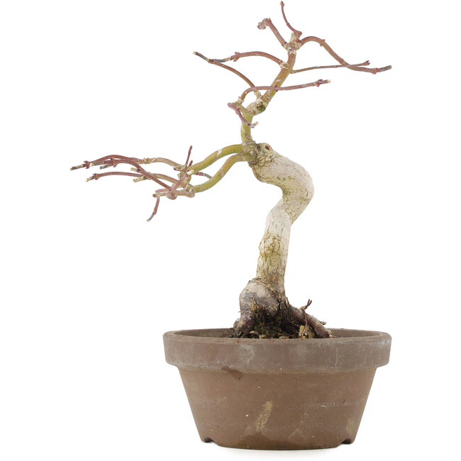 Acer palmatum, 24 cm, ± 10 años