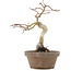 Acer palmatum, 24 cm, ± 10 jaar oud