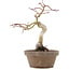 Acer palmatum, 24 cm, ± 10 Jahre alt