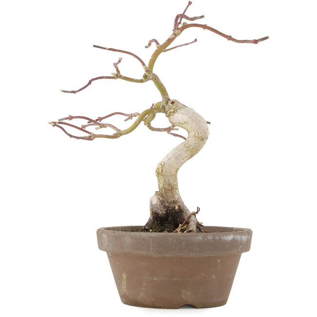 Acer palmatum, 24 cm, ± 10 Jahre alt