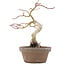 Acer palmatum, 24 cm, ± 10 Jahre alt