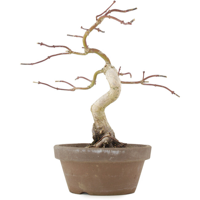 Acer palmatum, 24 cm, ± 10 ans