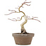 Acer palmatum, 24 cm, ± 10 jaar oud