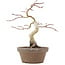 Acer palmatum, 24 cm, ± 10 Jahre alt