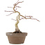 Acer palmatum, 24 cm, ± 10 anni