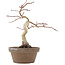 Acer palmatum, 24 cm, ± 10 ans