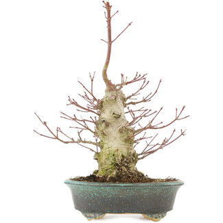  Eimei ( Yozan kiln) Acer palmatum, 32 cm, ± 25 jaar oud