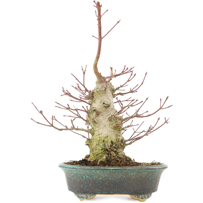 Acer palmatum, 32 cm, ± 25 jaar oud, met een nebari van 7,5 cm en in een handgemaakte Japanse pot van Eime Yozan