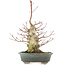 Acer palmatum, 32 cm, ± 25 ans, avec un nebari de 7,5 cm et dans un pot japonais fait main par Eime Yozan