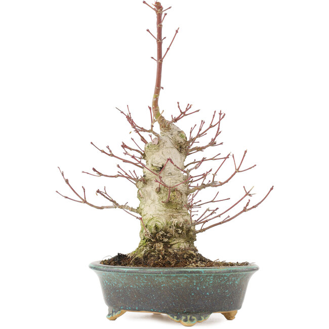 Acer palmatum, 32 cm, ± 25 Jahre alt, mit einem Nebari von 7,5 cm und in einem handgefertigten japanischen Topf von Eime Yozan
