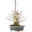 Acer palmatum, 32 cm, ± 25 jaar oud, met een nebari van 7,5 cm en in een handgemaakte Japanse pot van Eime Yozan