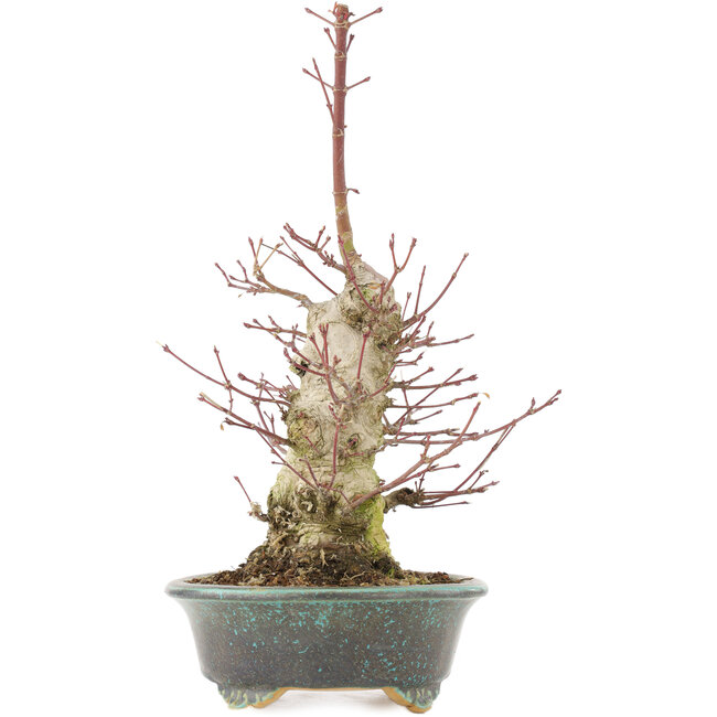 Acer palmatum, 32 cm, ± 25 años, con un nebari de 7,5 cm y en maceta japonesa hecha a mano por Eime Yozan