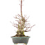 Acer palmatum, 32 cm, ± 25 anni, con un nebari di 7,5 cm e in un vaso giapponese fatto a mano da Eime Yozan