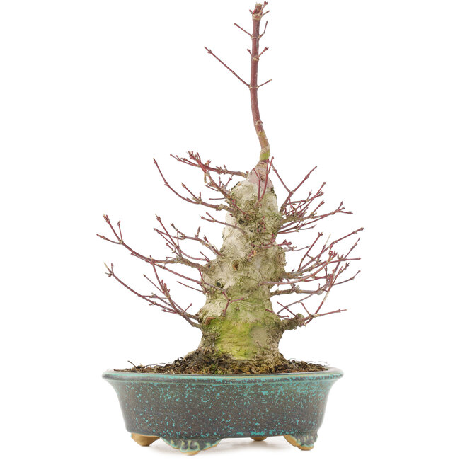 Acer palmatum, 32 cm, ± 25 years old, with a nebari of 7,5 cm and in a handmade Japanese pot by Eime Yozan