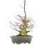 Acer palmatum, 32 cm, ± 25 jaar oud, met een nebari van 7,5 cm en in een handgemaakte Japanse pot van Eime Yozan