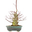 Acer palmatum, 32 cm, ± 25 años, con un nebari de 7,5 cm y en maceta japonesa hecha a mano por Eime Yozan