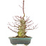 Acer palmatum, 32 cm, ± 25 jaar oud, met een nebari van 7,5 cm en in een handgemaakte Japanse pot van Eime Yozan