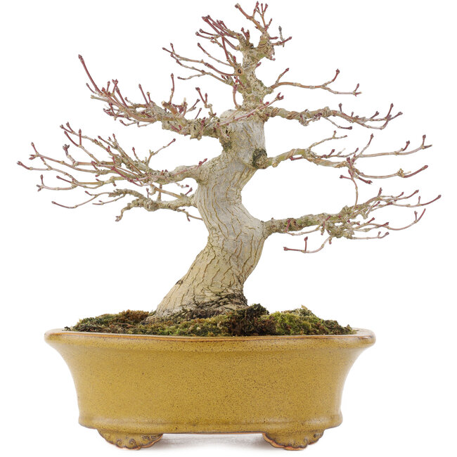 Acer palmatum, 19,5 cm, ± 25 years old, with a nebari of 8,5 cm and in a handmade Japanese pot by Eime Yozan