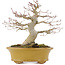 Acer palmatum, 19,5 cm, ± 25 anni, con un nebari di 8,5 cm e in un vaso giapponese fatto a mano da Eime Yozan