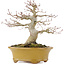 Acer palmatum, 19,5 cm, ± 25 jaar oud, met een nebari van 8,5 cm en in een handgemaakte Japanse pot van Eime Yozan