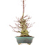 Acer palmatum, 32 cm, ± 25 anni, con un nebari di 7,5 cm e in un vaso giapponese fatto a mano da Eime Yozan