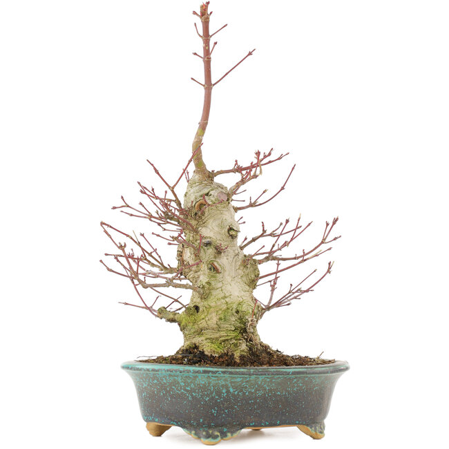 Acer palmatum, 32 cm, ± 25 ans, avec un nebari de 7,5 cm et dans un pot japonais fait main par Eime Yozan