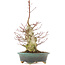 Acer palmatum, 32 cm, ± 25 años, con un nebari de 7,5 cm y en maceta japonesa hecha a mano por Eime Yozan