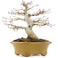 Acer palmatum, 19,5 cm, ± 25 años, con un nebari de 8,5 cm y en maceta japonesa hecha a mano por Eime Yozan