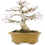 Acer palmatum, 19,5 cm, ± 25 años, con un nebari de 8,5 cm y en maceta japonesa hecha a mano por Eime Yozan