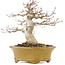 Acer palmatum, 19,5 cm, ± 25 anni, con un nebari di 8,5 cm e in un vaso giapponese fatto a mano da Eime Yozan