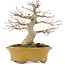 Acer palmatum, 19,5 cm, ± 25 Jahre alt, mit einem Nebari von 8,5 cm und in einem handgefertigten japanischen Topf von Eime Yozan