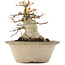 Acer palmatum, 16 cm, ± 25 anni, con un nebari di 12,2 cm in vaso rovinato