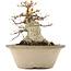 Acer palmatum, 16 cm, ± 25 years old, with a nebari of 12,2 cm in a damaged pot