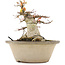 Acer palmatum, 16 cm, ± 25 jaar oud, met een nebari van 12,2 cm in beschadigde pot