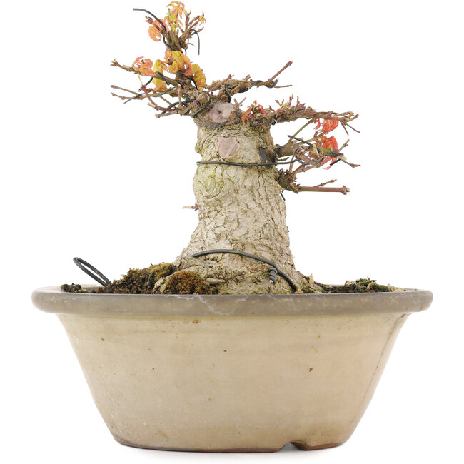 Acer palmatum, 16 cm, ± 25 years old, with a nebari of 12,2 cm in a damaged pot